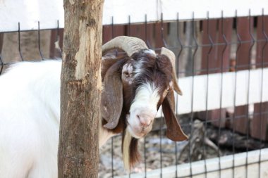 Kahverengi maskeli beyaz Boer Keçileri gün boyunca çiftlikte dinleniyor..