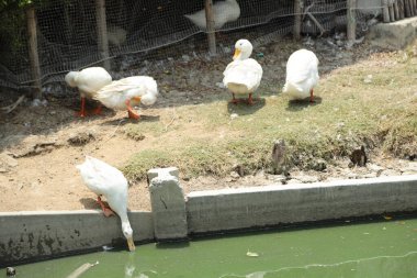 The Pekin Duck relaxing in the open farm during the daytime. clipart