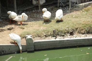Pekin Ördeği gündüz açık çiftlikte dinleniyor..