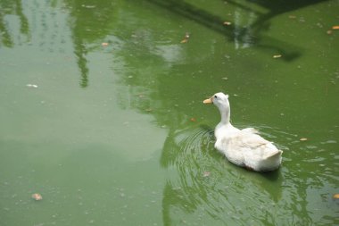 Pekin Ördeği gündüz açık çiftlikte dinleniyor..