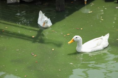 Pekin Ördeği gündüz açık çiftlikte dinleniyor..