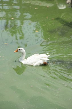 Pekin Ördeği gündüz açık çiftlikte dinleniyor..