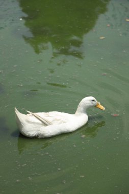 Pekin Ördeği gündüz açık çiftlikte dinleniyor..