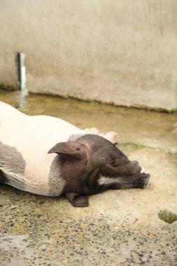 The Black ass Limousin piglet sleeping in the animal pen