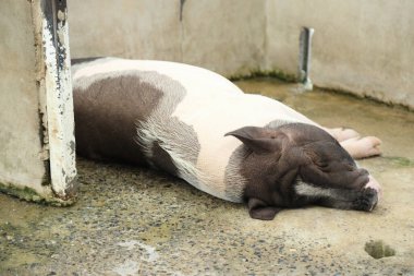 The Black ass Limousin piglet sleeping in the animal pen
