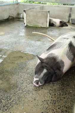 The Black ass Limousin piglet sleeping in the animal pen
