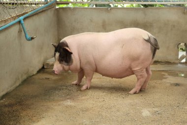 The Black ass Limousin piglet sleeping in the animal pen