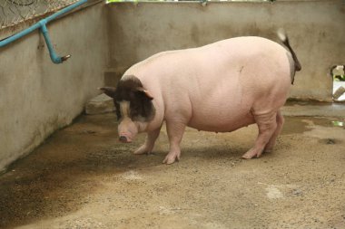 The Black ass Limousin piglet sleeping in the animal pen