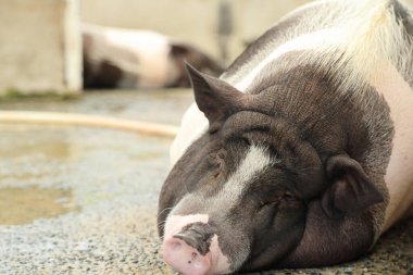 The Black ass Limousin piglet sleeping in the animal pen