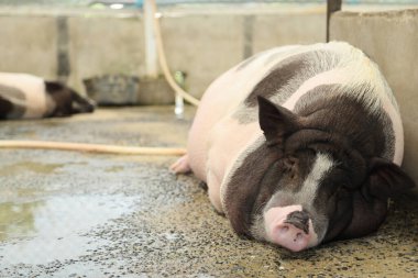 The Black ass Limousin piglet sleeping in the animal pen