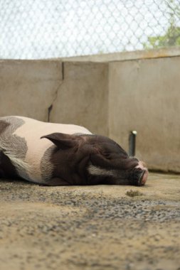The Black ass Limousin piglet sleeping in the animal pen