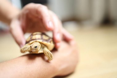 Sulcata kaplumbağası kıdemli Asyalı adamın elinde yürüyor..