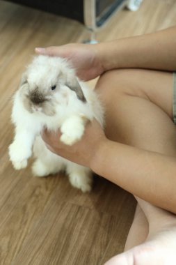 Sahipleri tarafından hazırlanmış iki tavşan..