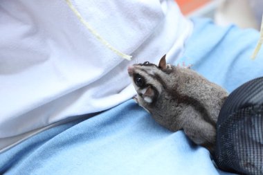 Gündüz vakti sahibinin kucağında yiyip dinlenen iki planör..