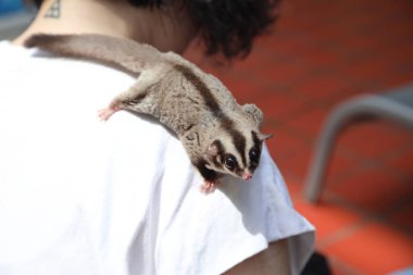 Gündüz vakti sahibinin kucağında yiyip dinlenen iki planör..