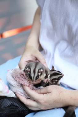 Gündüz vakti sahibinin kucağında yiyip dinlenen iki planör..