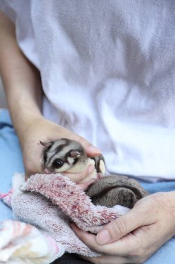 Gündüz vakti sahibinin kucağında yiyip dinlenen iki planör..
