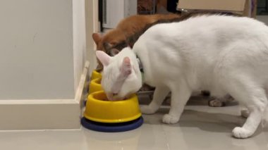 Evde kedi maması yiyen üç kedi..