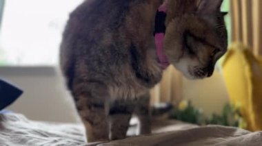 Genç tekir kedi gündüz evde dinleniyor..