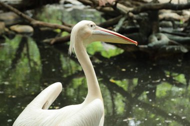 Büyük Beyaz Pelikan grubu hayvanat bahçesinde dinleniyor..
