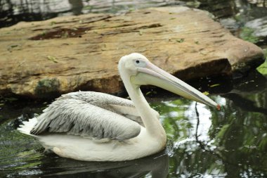 Büyük Beyaz Pelikan grubu hayvanat bahçesinde dinleniyor..