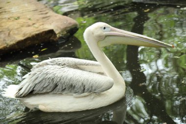 Büyük Beyaz Pelikan grubu hayvanat bahçesinde dinleniyor..
