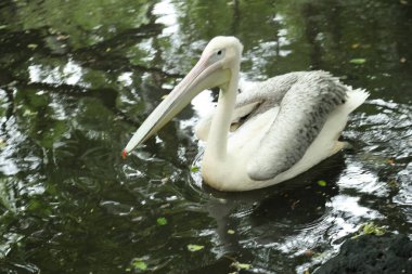 Büyük Beyaz Pelikan grubu hayvanat bahçesinde dinleniyor..