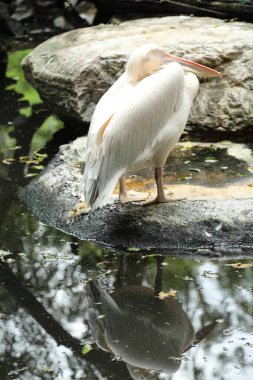 Büyük Beyaz Pelikan grubu hayvanat bahçesinde dinleniyor..