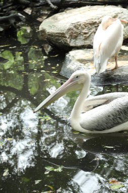 Büyük Beyaz Pelikan grubu hayvanat bahçesinde dinleniyor..