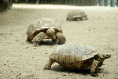 Sulcata kaplumbağası gündüz vakti doğada dinleniyor.. 