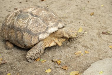Sulcata kaplumbağası gündüz vakti doğada dinleniyor.. 