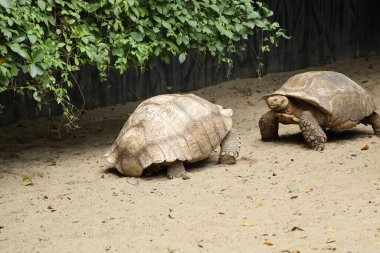 Sulcata kaplumbağası gündüz vakti doğada dinleniyor.. 