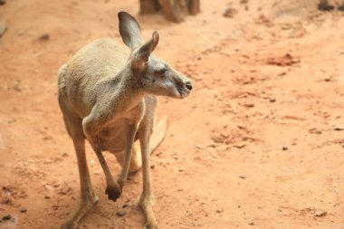 Kızıl Kanguru gündüzleri doğada dinleniyor..