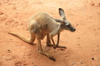 Kızıl Kanguru gündüzleri doğada dinleniyor..