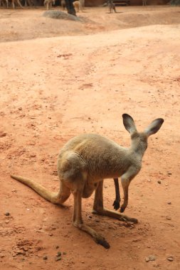 Kızıl Kanguru gündüzleri doğada dinleniyor..