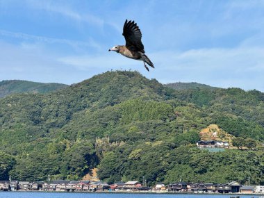 Japonya 'da bir balıkçı köyünde yüzen ve uçan bir grup martı..