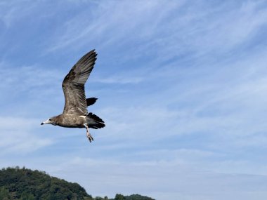 The Black Tailed Gull flying agaianst the blue sky in the sunny day. clipart