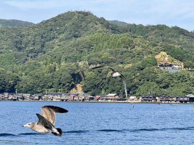Japonya 'da bir balıkçı köyünde yüzen ve uçan bir grup martı..
