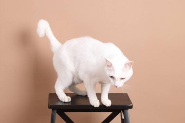 Fotoğraf stüdyosundaki koyu kahverengi tahta sandalyede oturan kahverengi gözlü genç beyaz kedi..