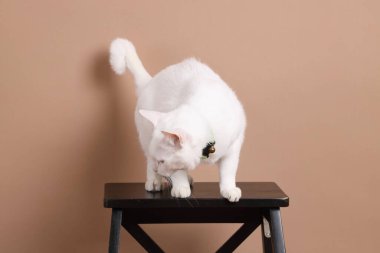 Fotoğraf stüdyosundaki koyu kahverengi tahta sandalyede oturan kahverengi gözlü genç beyaz kedi..