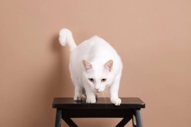 Fotoğraf stüdyosundaki koyu kahverengi tahta sandalyede oturan kahverengi gözlü genç beyaz kedi..