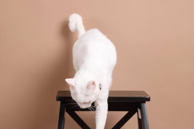 Fotoğraf stüdyosundaki koyu kahverengi tahta sandalyede oturan kahverengi gözlü genç beyaz kedi..