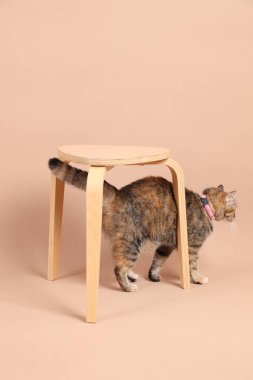 Dişi kahverengi tekir kedi, ahşap bir sandalye ve kahverengi bir arka planla fotoğraf stüdyosunda yürüyor..