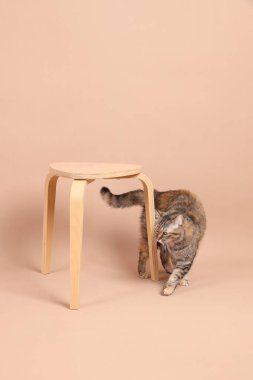 Dişi kahverengi tekir kedi, ahşap bir sandalye ve kahverengi bir arka planla fotoğraf stüdyosunda yürüyor..