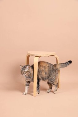 Dişi kahverengi tekir kedi, ahşap bir sandalye ve kahverengi bir arka planla fotoğraf stüdyosunda yürüyor..