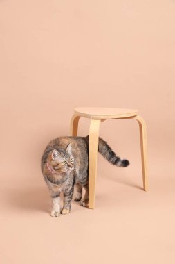 Dişi kahverengi tekir kedi, ahşap bir sandalye ve kahverengi bir arka planla fotoğraf stüdyosunda yürüyor..