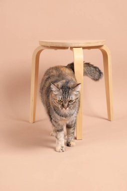Dişi kahverengi tekir kedi, ahşap bir sandalye ve kahverengi bir arka planla fotoğraf stüdyosunda yürüyor..