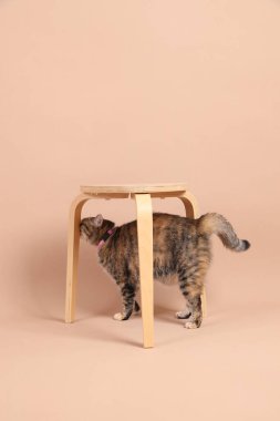 Dişi kahverengi tekir kedi, ahşap bir sandalye ve kahverengi bir arka planla fotoğraf stüdyosunda yürüyor..