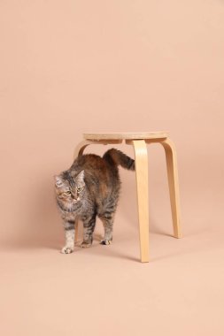 Dişi kahverengi tekir kedi, ahşap bir sandalye ve kahverengi bir arka planla fotoğraf stüdyosunda yürüyor..