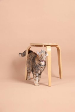 Dişi kahverengi tekir kedi, ahşap bir sandalye ve kahverengi bir arka planla fotoğraf stüdyosunda yürüyor..
